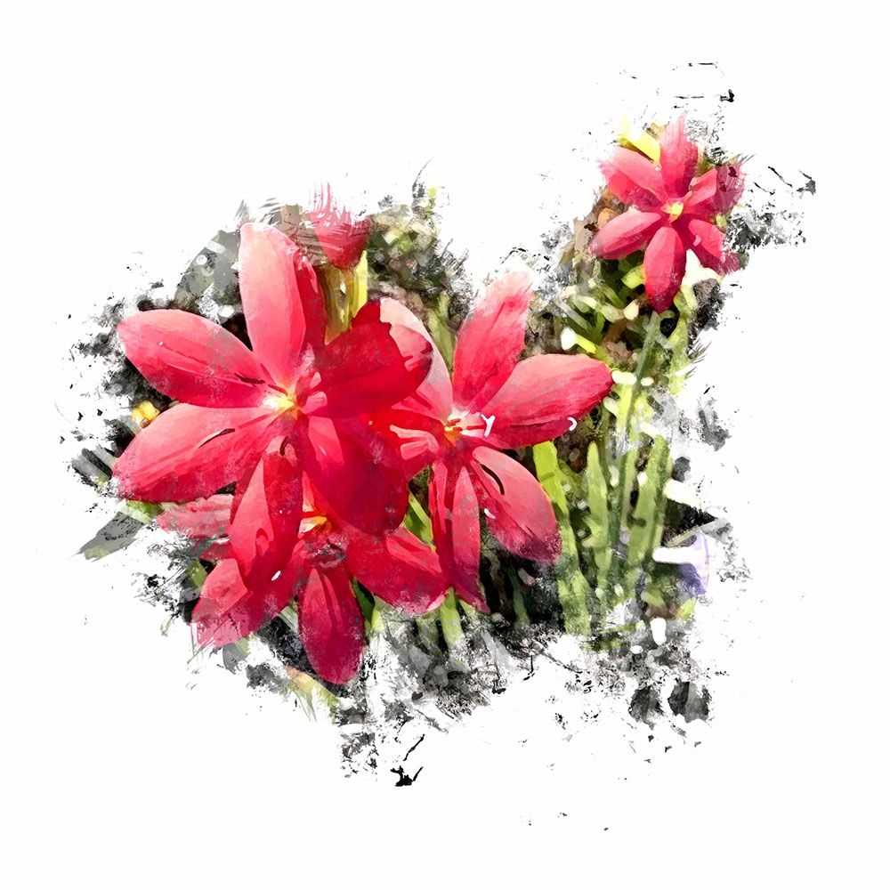 Fenland Daybreak Lily